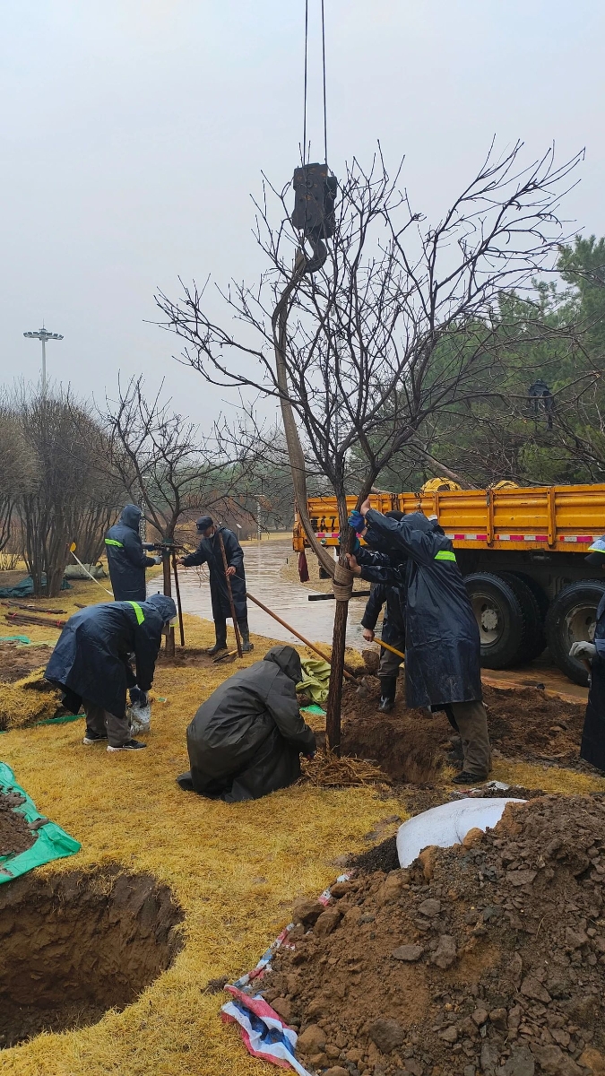 自治区机关事务管理局第一后勤服务中心完成兴安盟首批援赠苗木种植工作3